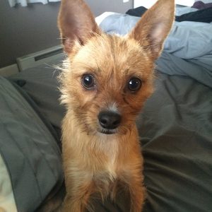 Team Page: Sophie's Choice